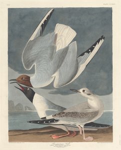 Bonaparti sirály alkotó: Robert Havell after John James Audubon