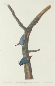 Barnafejű dió alkotó: Robert Havell after John James Audubon