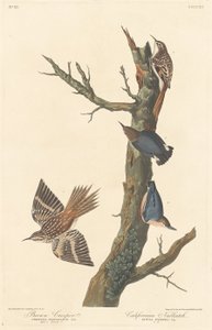 Brown Creeper és kaliforniai dió alkotó: Robert Havell after John James Audubon