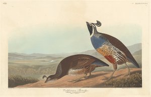 Kaliforniai Partridge alkotó: Robert Havell after John James Audubon