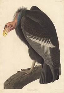 Kaliforniai keselyű alkotó: Robert Havell after John James Audubon
