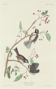 Kanadai cinege alkotó: Robert Havell after John James Audubon