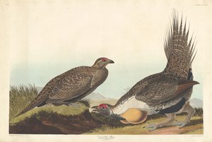 A síkság kakasa alkotó: Robert Havell after John James Audubon