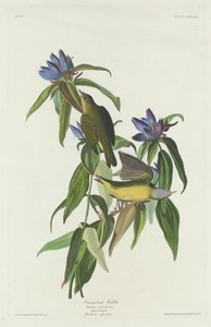 Connecticuti pacsirta alkotó: Robert Havell after John James Audubon