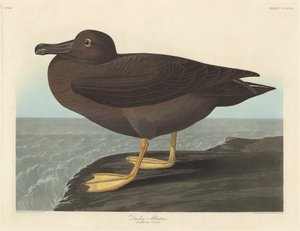 Dusky Albatross alkotó: Robert Havell after John James Audubon