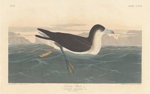 Alkonyat Petrel alkotó: Robert Havell after John James Audubon