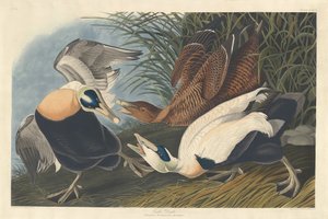 Eder kacsa alkotó: Robert Havell after John James Audubon