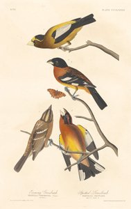 Esti tüskés és foltos tüskés alkotó: Robert Havell after John James Audubon