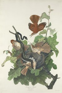 vadrigó alkotó: Robert Havell after John James Audubon