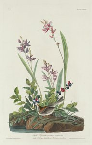 Mezei veréb alkotó: Robert Havell after John James Audubon