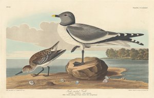 Villafarkú sirály alkotó: Robert Havell after John James Audubon