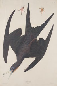 Pelikán fregatt alkotó: Robert Havell after John James Audubon