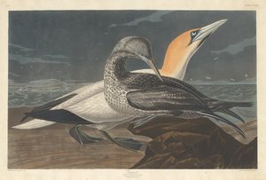 Gannet alkotó: Robert Havell after John James Audubon