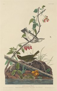 Aranykoronás rigó alkotó: Robert Havell after John James Audubon