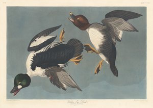 Aranyszemű kacsa alkotó: Robert Havell after John James Audubon