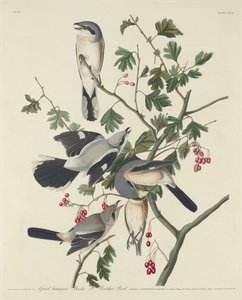 Great American Shrike vagy Butcher Bird
