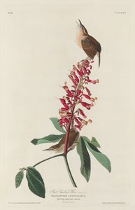Nagy Carolina Wren alkotó: Robert Havell after John James Audubon