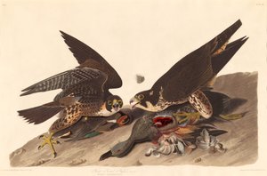 Nagylábú sólyom alkotó: Robert Havell after John James Audubon