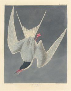 Nagy csér alkotó: Robert Havell after John James Audubon
