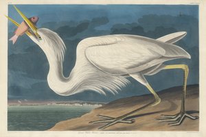 Nagy fehér gém alkotó: Robert Havell after John James Audubon