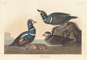 Harlekin kacsa alkotó: Robert Havell after John James Audubon