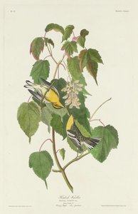 Hemlock poszáta alkotó: Robert Havell after John James Audubon