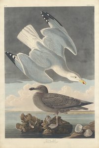 Heringsirály alkotó: Robert Havell after John James Audubon