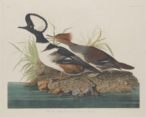 Csuklyás Merganser alkotó: Robert Havell after John James Audubon