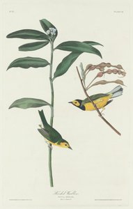Csuklyás pacsirta alkotó: Robert Havell after John James Audubon
