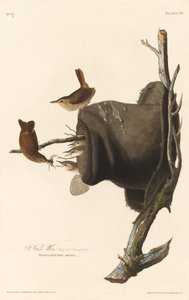 Ház Wren alkotó: Robert Havell after John James Audubon