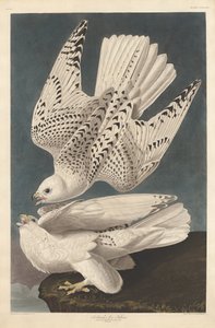 Izland vagy Jer Falcon alkotó: Robert Havell after John James Audubon