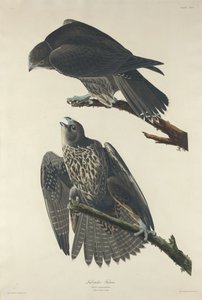 Labrador Falcon alkotó: Robert Havell after John James Audubon