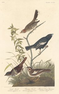 Lark Finch, Prairie Finch és Brown Song Sparrow alkotó: Robert Havell after John James Audubon