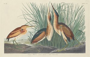 Least Bittern alkotó: Robert Havell after John James Audubon
