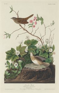 Lincoln Finch alkotó: Robert Havell after John James Audubon