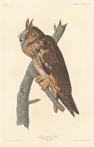 Hosszúfülű bagoly alkotó: Robert Havell after John James Audubon
