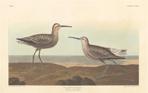Hosszú lábú homokfülke alkotó: Robert Havell after John James Audubon
