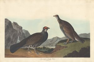 Hosszúfarkú vagy Dusky Grous alkotó: Robert Havell after John James Audubon