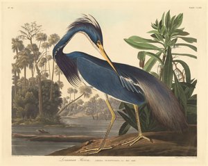 Louisiana Heron alkotó: Robert Havell after John James Audubon