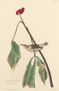 Louisiana vízi rigó alkotó: Robert Havell after John James Audubon