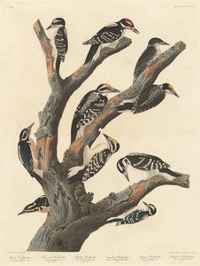 Mária harkálya alkotó: Robert Havell after John James Audubon