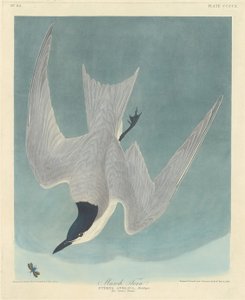 Mocsári csér alkotó: Robert Havell after John James Audubon