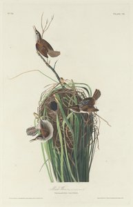 Marsh Wren