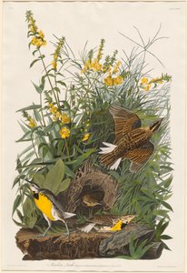 Réti pacsirta alkotó: Robert Havell after John James Audubon