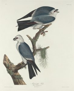 Mississippi Kite alkotó: Robert Havell after John James Audubon