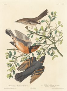 Hegyi gúnymadár és változatos rigó alkotó: Robert Havell after John James Audubon
