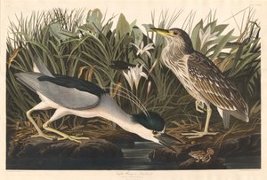 Night Heron vagy Qua madár alkotó: Robert Havell after John James Audubon