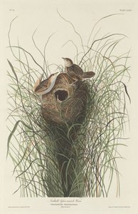 Nuttall Lesser Marsh Wren alkotó: Robert Havell after John James Audubon