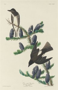 Oliva oldalú légykapó alkotó: Robert Havell after John James Audubon