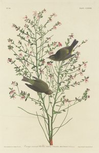 Narancskoronás pacsirta alkotó: Robert Havell after John James Audubon